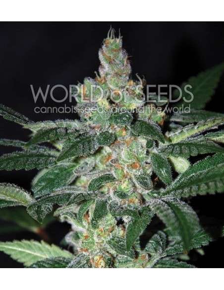 WORLD OF SEEDS - Amnesia - 1