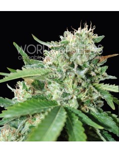 WORLD OF SEEDS - Brazil Amazonia - 1