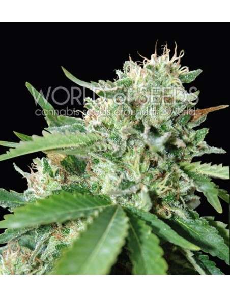 WORLD OF SEEDS - Brazil Amazonia - 1