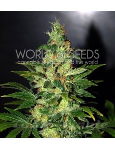 WORLD OF SEEDS - Chronic Haze - 1