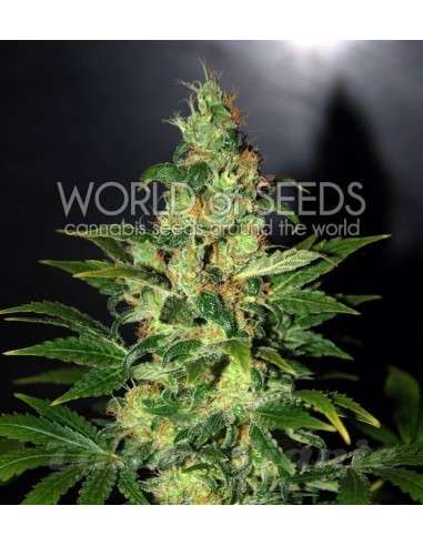 WORLD OF SEEDS - Chronic Haze - 1