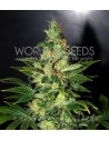 WORLD OF SEEDS - Chronic Haze - 1