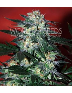WORLD OF SEEDS - Delirium - 1
