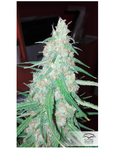 DUTCH PASSION - Orange Bud - 10
