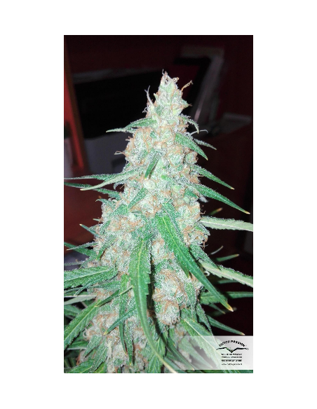 DUTCH PASSION - Orange Bud - 10
