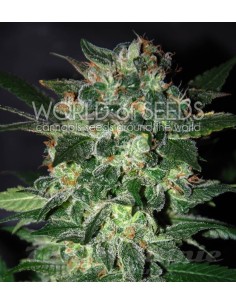 WORLD OF SEEDS - Domina Star - 1