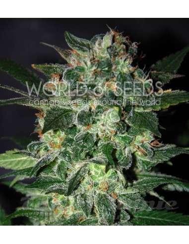 WORLD OF SEEDS - Domina Star - 1