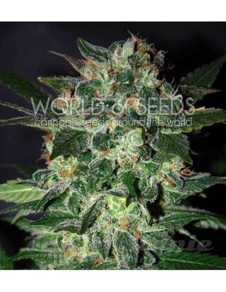 WORLD OF SEEDS - Domina Star - 1