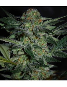 WORLD OF SEEDS - High Tension - 1