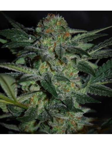 WORLD OF SEEDS - High Tension - 1