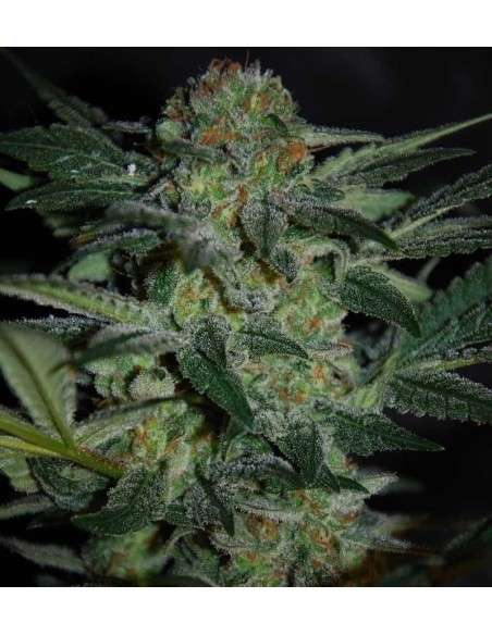 WORLD OF SEEDS - High Tension - 1