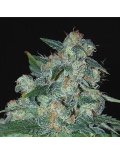 WORLD OF SEEDS - Ketama - 1
