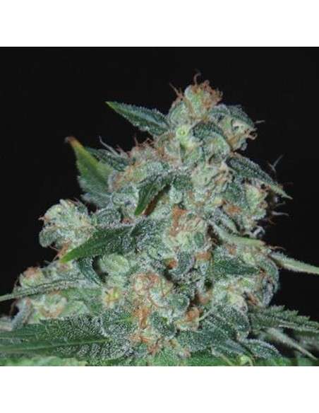 WORLD OF SEEDS - Ketama - 1