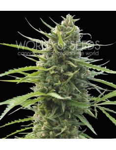 WORLD OF SEEDS - Kilimanjaro - 1