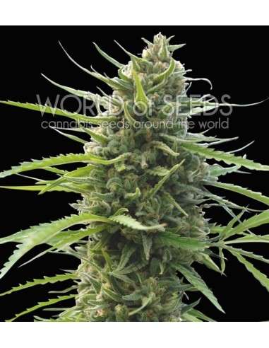 WORLD OF SEEDS - Kilimanjaro - 1