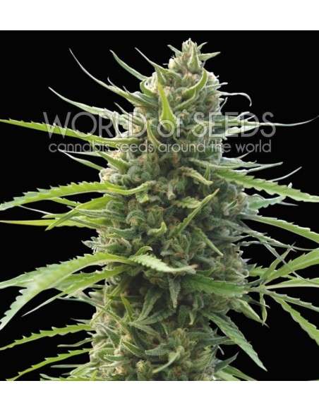 WORLD OF SEEDS - Kilimanjaro - 1