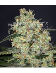 WORLD OF SEEDS - Madness - 1