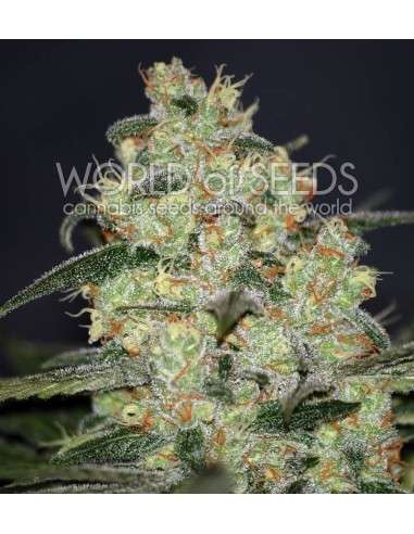 WORLD OF SEEDS - Madness - 1