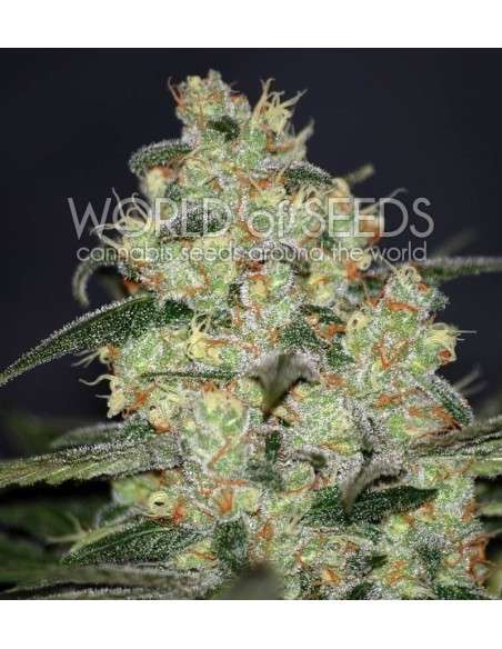WORLD OF SEEDS - Madness - 1