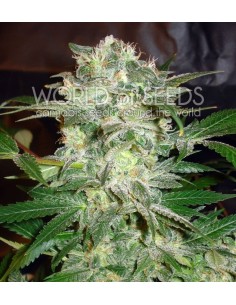 WORLD OF SEEDS - Mazar Kush - 1