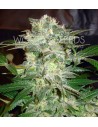 WORLD OF SEEDS - Mazar Kush - 1