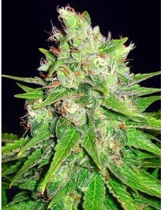 WORLD OF SEEDS - Mazar X Great White Shark - 1