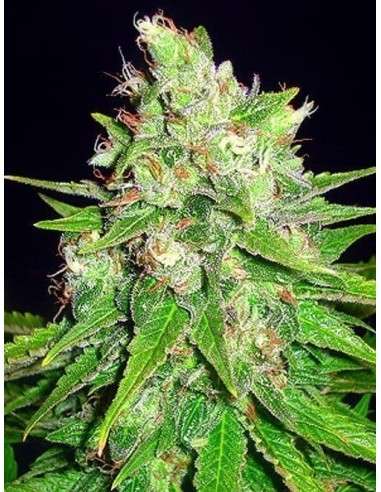 WORLD OF SEEDS - Mazar X Great White Shark - 1