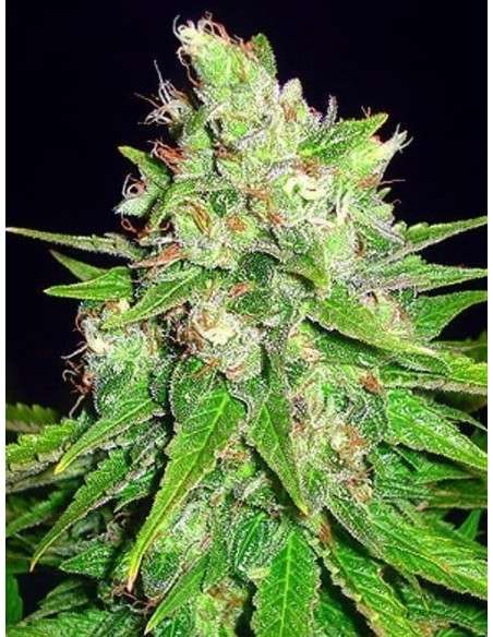 WORLD OF SEEDS - Mazar X Great White Shark - 1