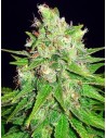 WORLD OF SEEDS - Mazar X Great White Shark - 1