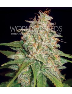 WORLD OF SEEDS - Mazar X White Rhino - 1