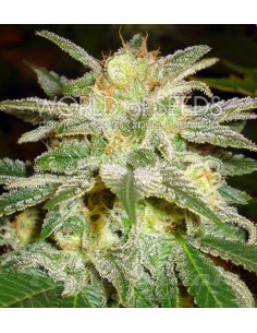 WORLD OF SEEDS - New York 47 - 1