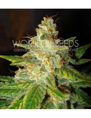 WORLD OF SEEDS - New York Special - 1