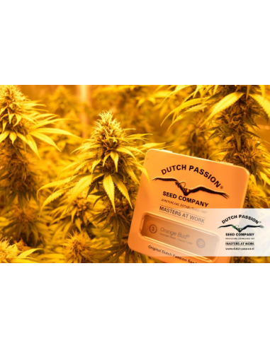 DUTCH PASSION - Orange Bud - 11