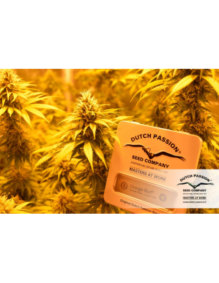 DUTCH PASSION - Orange Bud - 11