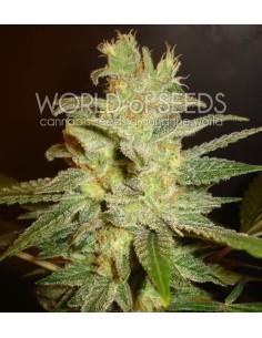 WORLD OF SEEDS - Northern Light X Big Bud - 1