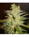 WORLD OF SEEDS - Northern Light X Big Bud - 1