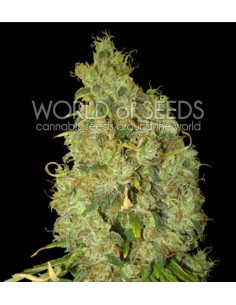 WORLD OF SEEDS - Northern Light X Skunk - 1