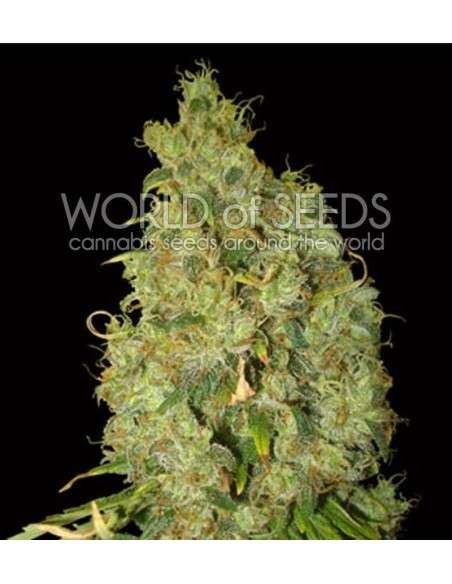 WORLD OF SEEDS - Northern Light X Skunk - 1