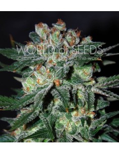 WORLD OF SEEDS - Obsession - 1