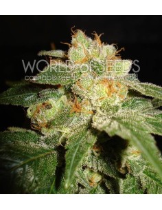 WORLD OF SEEDS - Privilege - 1