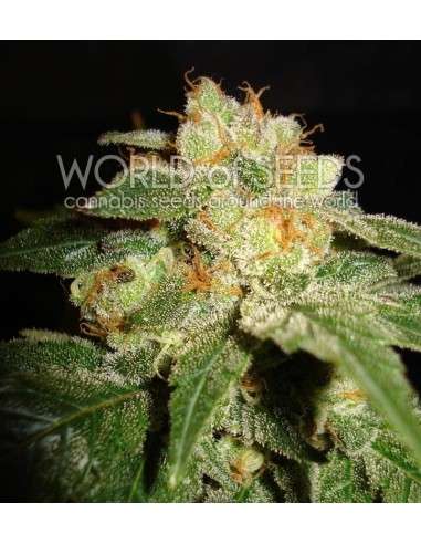 WORLD OF SEEDS - Privilege - 1