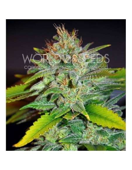 WORLD OF SEEDS - Skunk 47 - 1