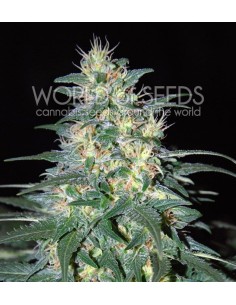 WORLD OF SEEDS - South African Kwazulu - 1
