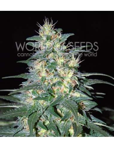 WORLD OF SEEDS - South African Kwazulu - 1