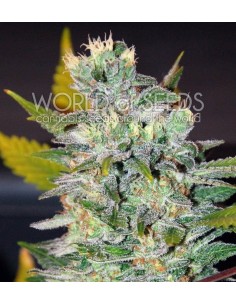 WORLD OF SEEDS - Space - 1