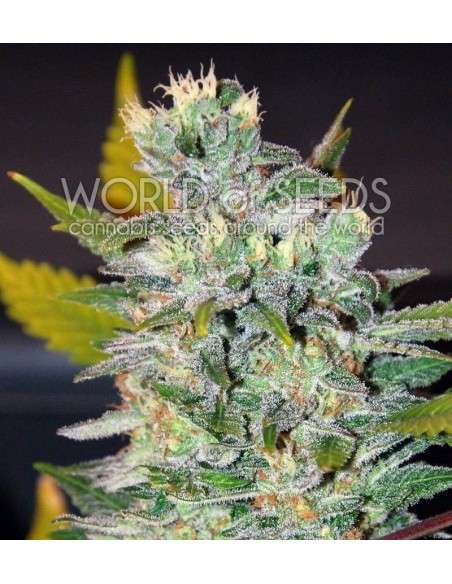 WORLD OF SEEDS - Space - 1