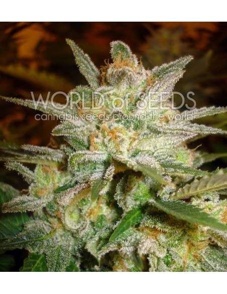 WORLD OF SEEDS - Star 47 - 1