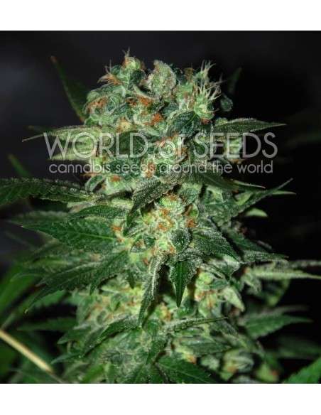 WORLD OF SEEDS - Stoned Inmaculate - 1