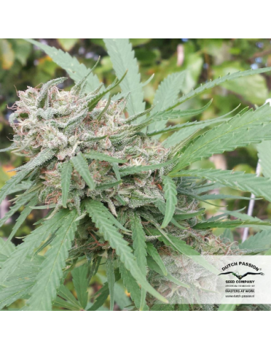 DUTCH PASSION - Orange Bud - 12