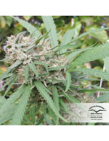 DUTCH PASSION - Orange Bud - 12